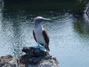 Blue footed booby - the kid
