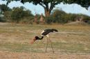 Saddle billed stork, Moremi NP