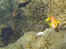 Maldive Anenome Fish