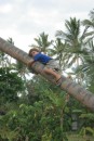 Hunting for coconuts