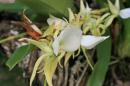 Orchid, Ile aux Nattes