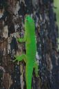 Green gecko, Nosy Hara