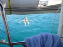 Swimming mid atlantic-the water is 2 miles deep!!