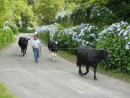 Farmer with Faial Cows, Azores