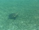 Turtle under the boat in Cooper Island BVI
