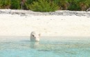 when pigs swim
Big Majors Spot near Staniel Cay
