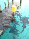 Nurse Sharks Compass Cay Exumas