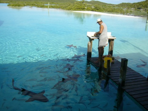 Compass Cay-cleaning conch