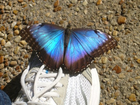 This Blue Morpho landed on my shoe. I bought a souvenir to remember how wonderful they make you feel.