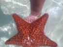 Bahamian starfish