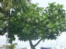 Breadfruit tree at Mangoes
