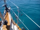 dolphins in the boat wave