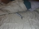 see the flying fish in my bed???  