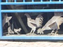 kitty cat and roosters, part of fence at Blue Heaven