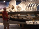 skeleton of right whale
