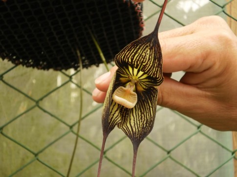 Dracula orchid