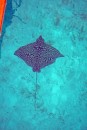 Spotted Eagle Ray glides past us at anchor in Compass Cay.