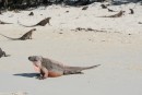 Iguanas at Allans Cay, Exumas, Bahamas.