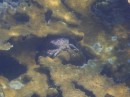 Big crab on Elkhorn coral