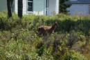 Deer, Isle Au Haut