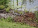 Alligators basking in the sun, Middleton Place Plantation, Charleston