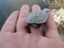 A terrapin (little turtle) the boys found at Xanthos, apparently there were lots...too bad I missed that!