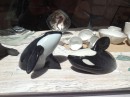 Lovely whale ceramics