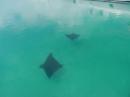 Lots of sting rays around the cays