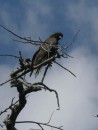 Common Black-Hawk (mature)