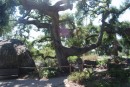 One of many huge California Live Oaks at the Santa Barbara Botanical Gardens.