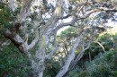 Another majestic Pohutukawa tree