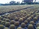 Cactus nursery at Cabo San Jose