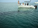 Can you see the Whale Shark in the photo?  We swam with it!  A true gentle giant.