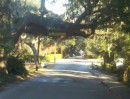 They respect trees in Beaufort.  This one even has its own "Clearance" sign so delivery trucks don