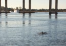 Every afternoon the dolphins would swim by us in the Ashley River looking for dinner.  Three dolphins also escorted us out of the harbor when we left at 2 am.  How very 