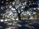 Here is an image of one of the things I love about Beaufort.  Spanish moss in the trees.  Here you see a wonderful (live oak?) on the banks of the Beaufort River in late afternoon.  This town has thousands of these wonderful trees adorned with the moss.
