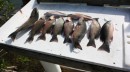 Nice collection of Mangrove Snapper