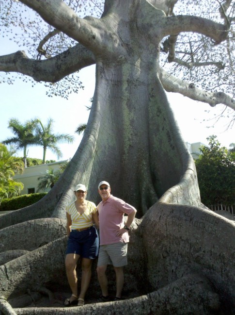 An amazing Kapok Tree on Palm Beach.  The tree has an interesting history.  It was planted by the Garden Supervisor at Flagler