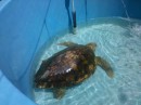 One of the turtles being treated in an isolation tank.