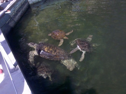 View of the permanent residents of the Turtle Hospital coming out for feeding during the tour.