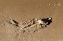 Dead fish on the sand - day 3