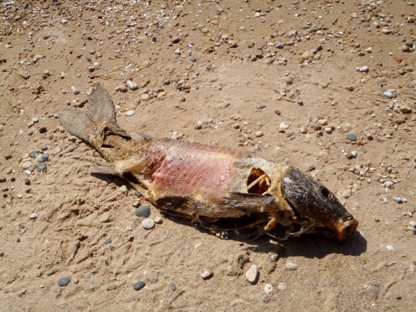 Dead fish on the sand - day 1