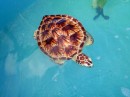 Sea turtle at the Turtle Hospital