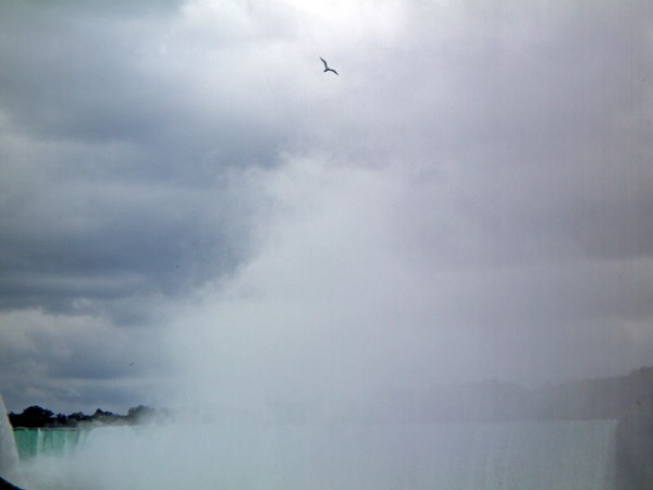 Bird in the mist above Horseshoe Falls