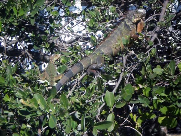 Iguanas in the trees - we saw more than a dozen in one tree. It was like and "I Spy" activity;)