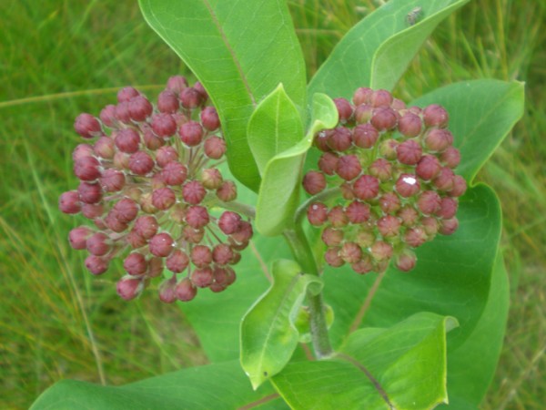 Milkweed after the monarch flew away
