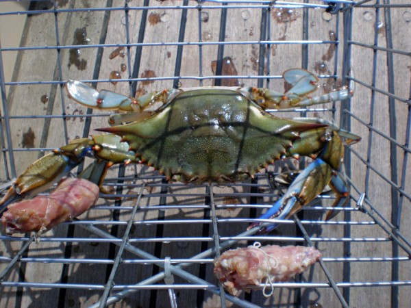 Caught in the trap with chicken necks we use for bait. Recreational crabbers can only keep males that are at least 6.25 inches from point to point. He was a keeper. 