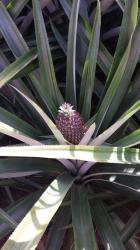 This is what pineapples look like before we rob them out of paradise.