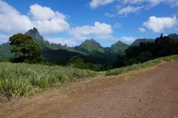 Pineapple field in center Moorea.  All picked by hand!  Pineapples grow year round.