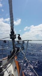 Tango enjoyed a booby passenger for about 24 hours way out in the middle of the Pacific.
